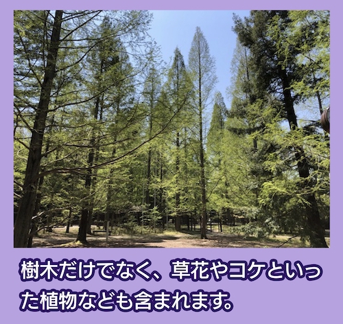 神戸市立森林植物園 森林植物