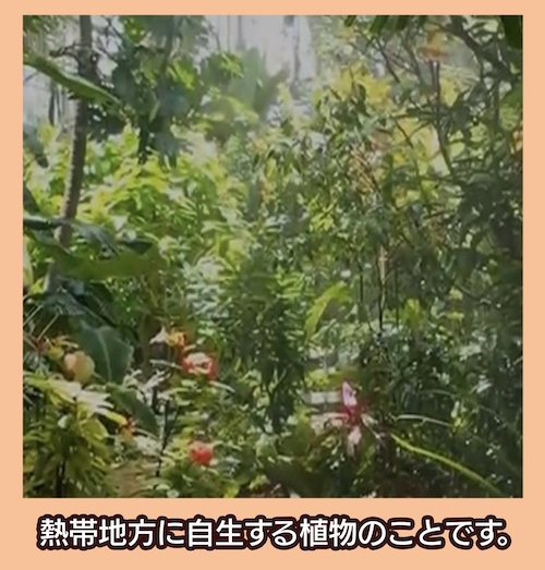 夢の島熱帯植物館 熱帯植物